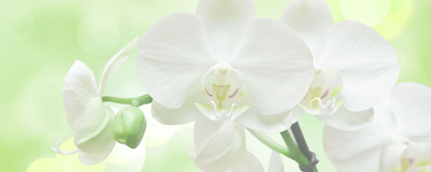 Orchideen Praxis Böhni in Kreuzlingen